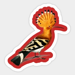 Vintage huppe commune bird-animalia Sticker